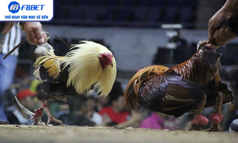 Xem đá gà trực tiếp với hình ảnh sống động, rõ nét Xem đá gà trực tiếp với hình ảnh sống động, rõ nét