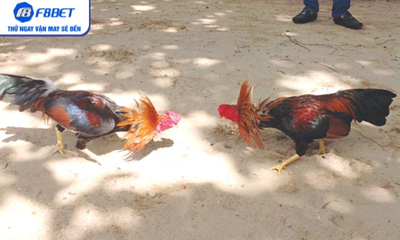 Vì sao đá gà trực tiếp thu hút đông đảo bet thủ? Vì sao đá gà trực tiếp thu hút đông đảo bet thủ?